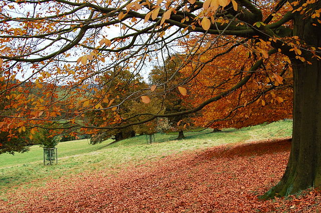 Image By Duncan Harris from Nottingham, UK (Autumn #4) [CC BY-SA 2.0 (https://creativecommons.org/licenses/by-sa/2.0)], via Wikimedia Commons